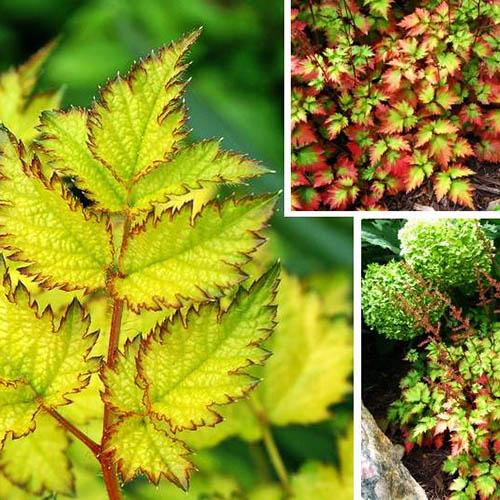 Астильба Color Flash Lime (Колор Флэш Лайм) купить выгодно✵Сады-Эдема.рф –интернет магазин растений для сада